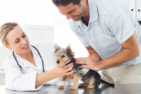 vet, dog and pet parent