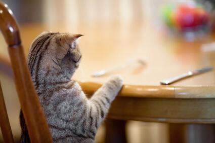 Kitty at the table