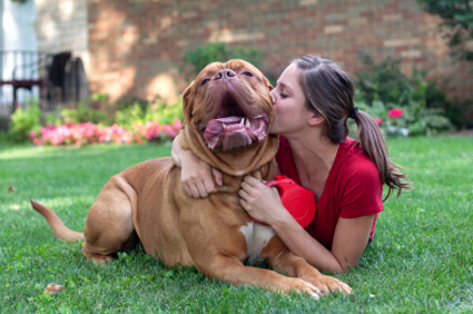 Girl Kissing Mastiff