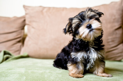 Puppy On Couch