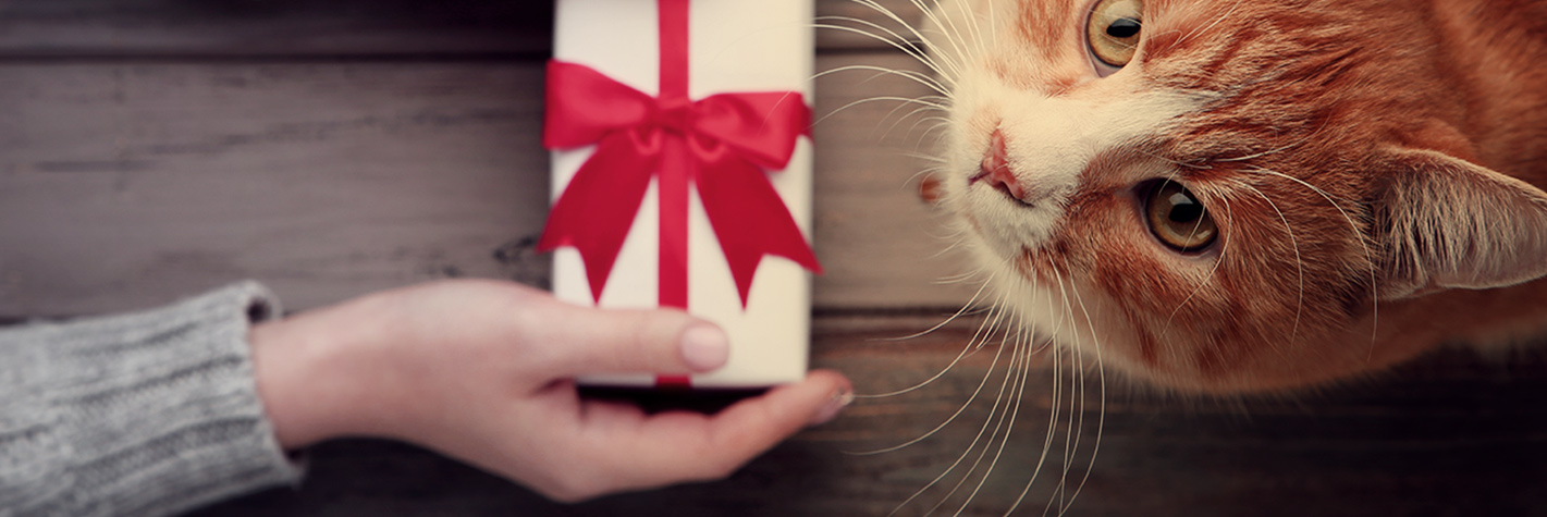Cat being given gift box