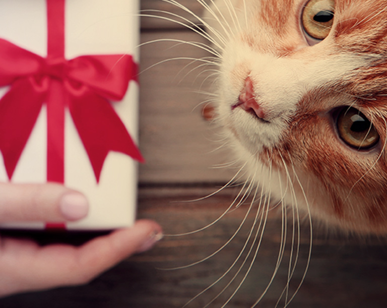 Cat being given gift box