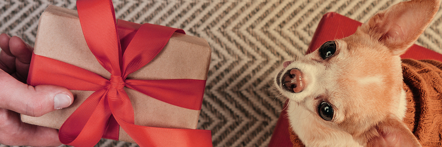 Dog being given gift box