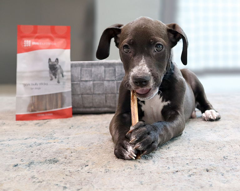 treat tossed to a sitting dog