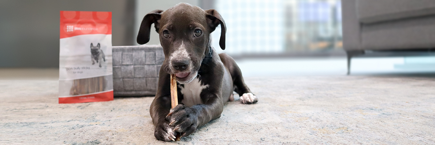 treat tossed to a sitting dog